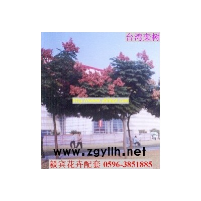 金邊假連翹、紫云藤、雙莢槐、大花蘆麗、銀邊草等地被苗