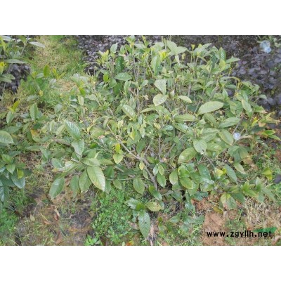 紅葉石楠柱、紅葉石楠小苗、紅葉石楠樹(shù)、紅葉石楠球、獨(dú)干紅