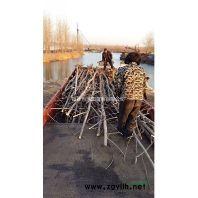 大量供應(yīng)連翹球 連翹球基地