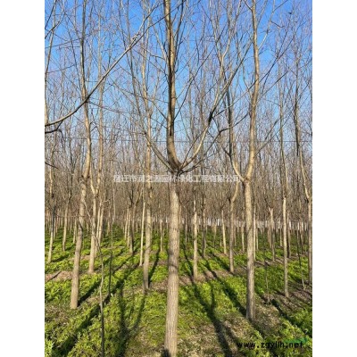 精品紅葉石楠球苗木