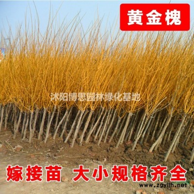 黃連翹批發，黃連翹基地，黃連翹價格