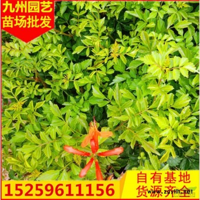 福建金邊假連翹價(jià)格真便宜 哪里有金邊假連翹 漳州金邊假連翹批