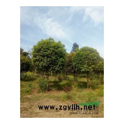 色塊小苗，數量上百萬，紅花繼木，杜鵑，紅葉石楠，大小葉梔子，