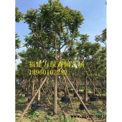 福州金葉假連翹的價格，福州哪里有金葉假連翹袋苗，金邊假連翹