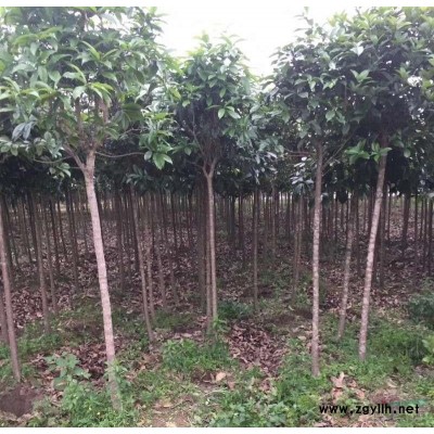 高桿紅葉石楠打包處理