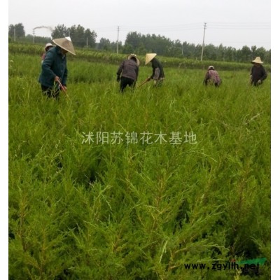 連翹報價/連翹價格