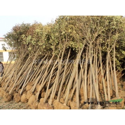 批發紅王子錦帶.紅瑞木.迎春.連翹.棣棠.薔薇（38*）