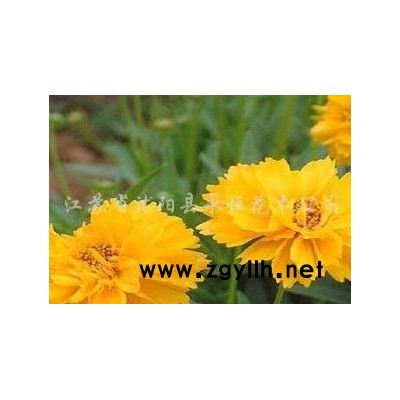 連翹、迎春、木槿、黑松