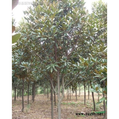 江蘇沭陽基地低價供應批發迎春 迎春花 連翹