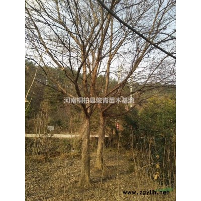 單桿紅葉石楠基地供應(yīng)：3公分至15公分紅葉石楠