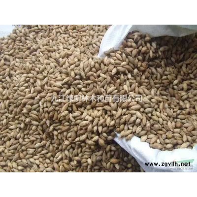 九江紅葉石楠球批發(fā) 江西手機實拍紅葉石楠球價格有很大優(yōu)勢量大