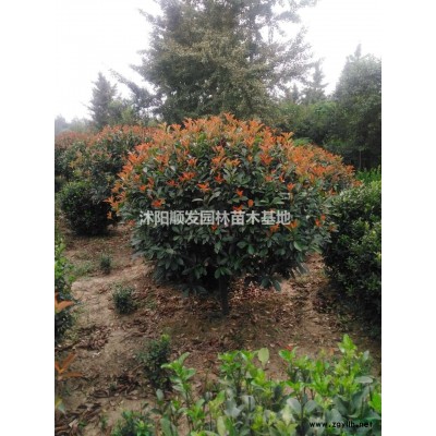 紅葉石楠球行情報(bào)價(jià)-圖片展示-產(chǎn)地直銷-規(guī)格*
