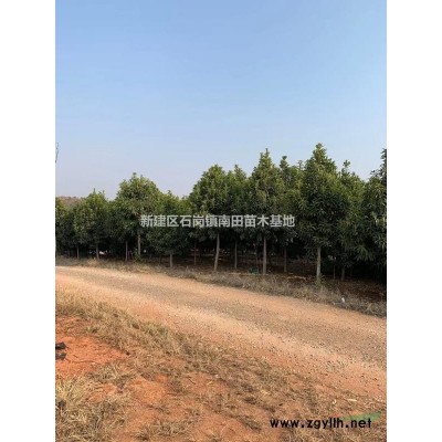 江西供應紅葉石楠樹。