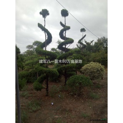 2022年*新供應(yīng)連翹/連翹產(chǎn)地/連翹報價圖片