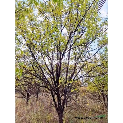 藥用連翹苗哪個品種產(chǎn)量高？連翹苗的品種簡介