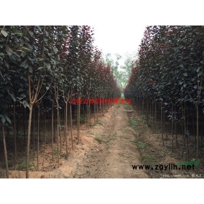 紅葉石楠球基地在哪里？