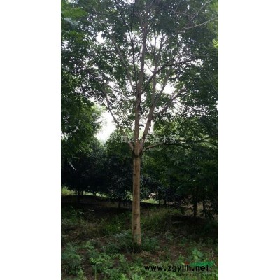 紅葉石楠小苗|高桿紅葉石楠