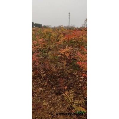 色彩鮮艷 *具觀賞效果的紅葉石楠批發供應