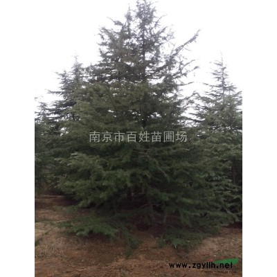 紅葉石楠價格-安徽紅葉石楠價格