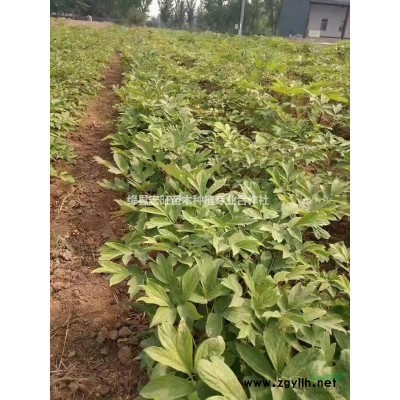 山西低價格批發連翹苗種植商