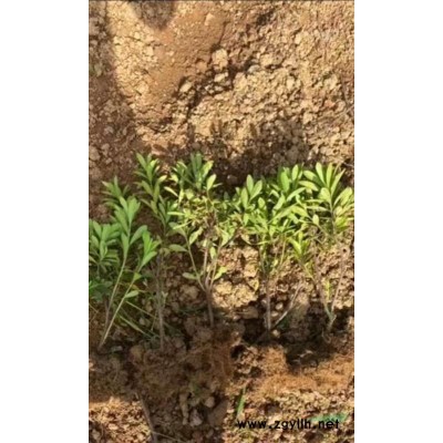 紅葉石楠小苗  紅葉石楠球  苗圃基地直發(fā)