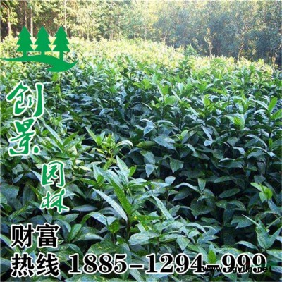 基地紅葉石楠球150公分冠幅精品球