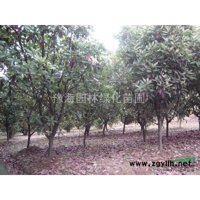 供應連翹、常春藤、常青藤、 藤本植物