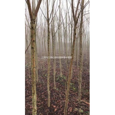 2021年江西叢生紅葉石楠 九江叢生紅葉石楠農(nóng)戶新報價