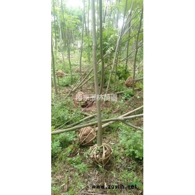 2021年1/1.2/1.5/1.8米冠幅紅葉石楠價格