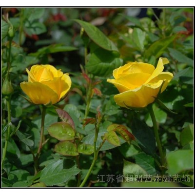 售劍麻、紅王子錦帶、連翹、紅葉石楠、迎春、扶芳藤