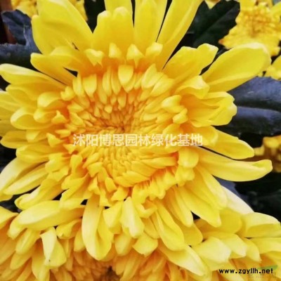 紅葉石楠球批發/紅葉石楠球基地/紅葉石楠球低價格。規格*