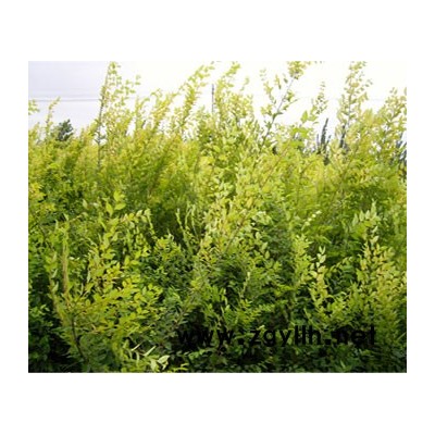 金葉接骨木、照手桃、連翹、獨本紫薇