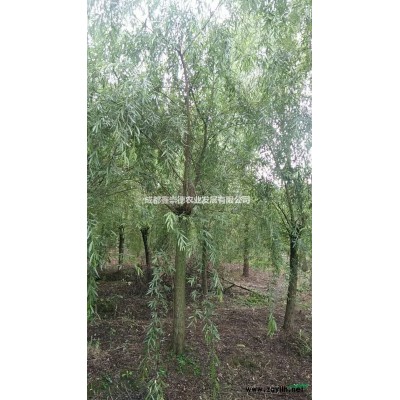 紅葉石楠產(chǎn)地直銷(xiāo)紅葉石楠球球地價(jià)大促銷(xiāo) 崇德園林大量出售