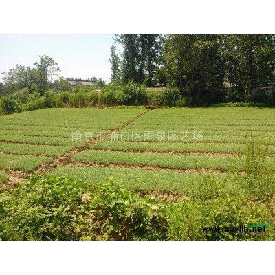 江蘇南京紅葉石楠樹價格，8公分紅葉石楠樹價格信息。