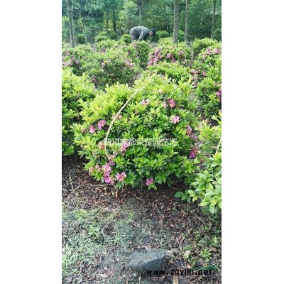 四川成都供應紅葉石楠球冠幅80cm--200cm