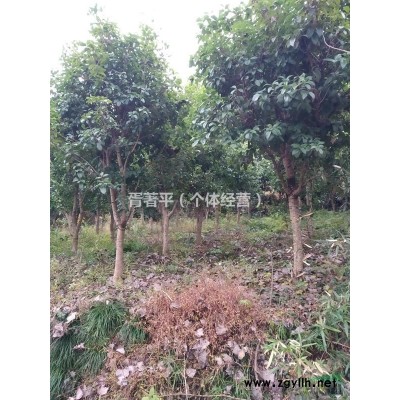 紅葉石楠，咸寧苗木，2018紅葉石楠價格低