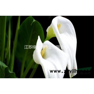 江蘇供應1公分女貞  金森女貞球 金森女貞小苗 女貞種植基地