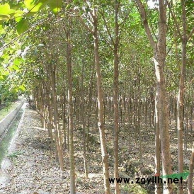 金森女貞大杯苗