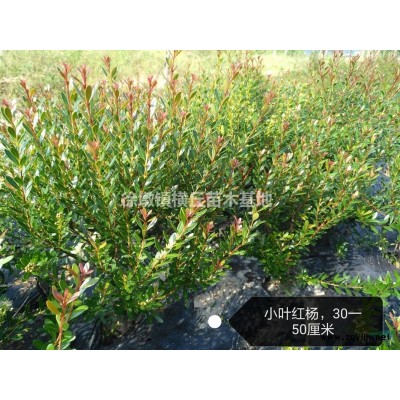 紅豆杉苗、丹桂、四季桂、楨楠、紅葉石楠