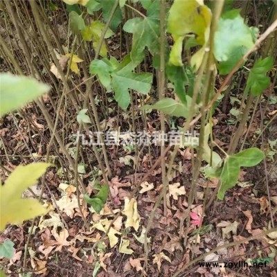 綠籬金森女貞杯苗 大葉女貞樹規格品種* 綠化苗木綠籬球