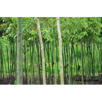 湖北荊門地區 6公分左右 紅葉石楠