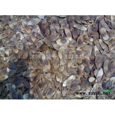 批發(fā)彩色樹種紅葉石楠球 紅葉石楠小苗工程苗