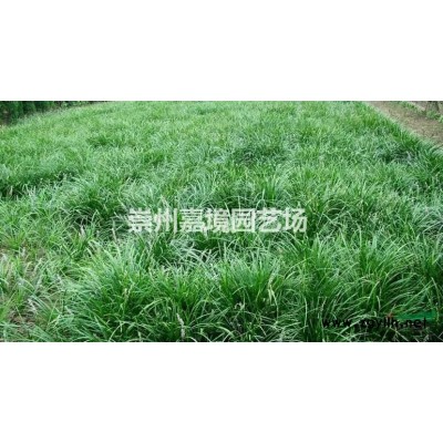 成都郫縣溫江崇州長期低價供應紅葉石楠球等喬灌木