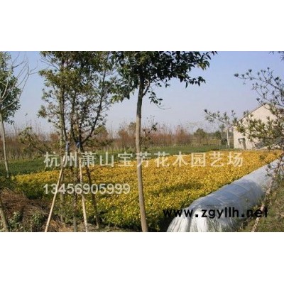 浙江地區(qū)大量供應(yīng)金森女貞