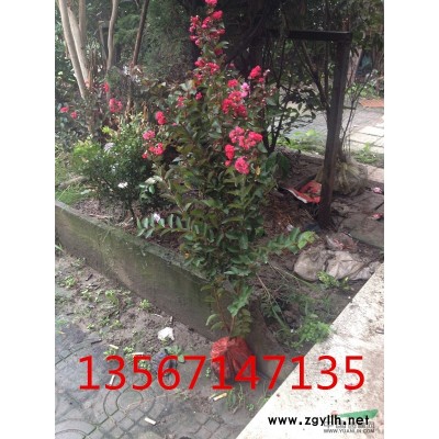 大量供應金森女貞球