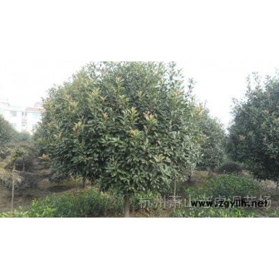 金森女貞小毛球