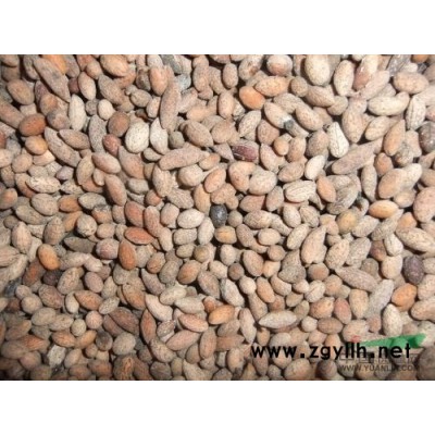 楊梅球 紅葉石楠球 金邊黃楊球