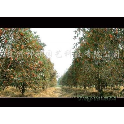 金森女貞容器苗，紅葉石楠容器苗