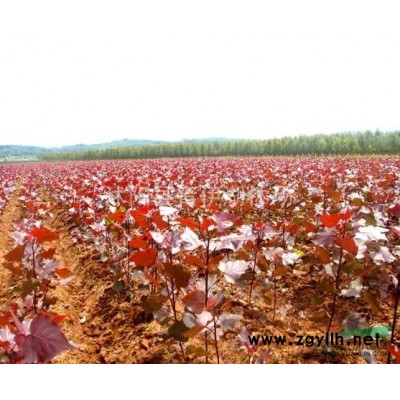 供應(yīng)小葉女貞球、火棘球、紅葉石楠球、龍柏球