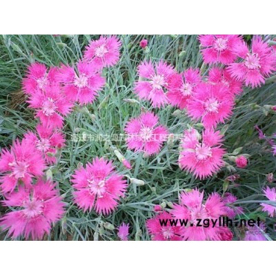 珊瑚樹，法國冬青，法青，法國冬青樹苗，籬笆苗